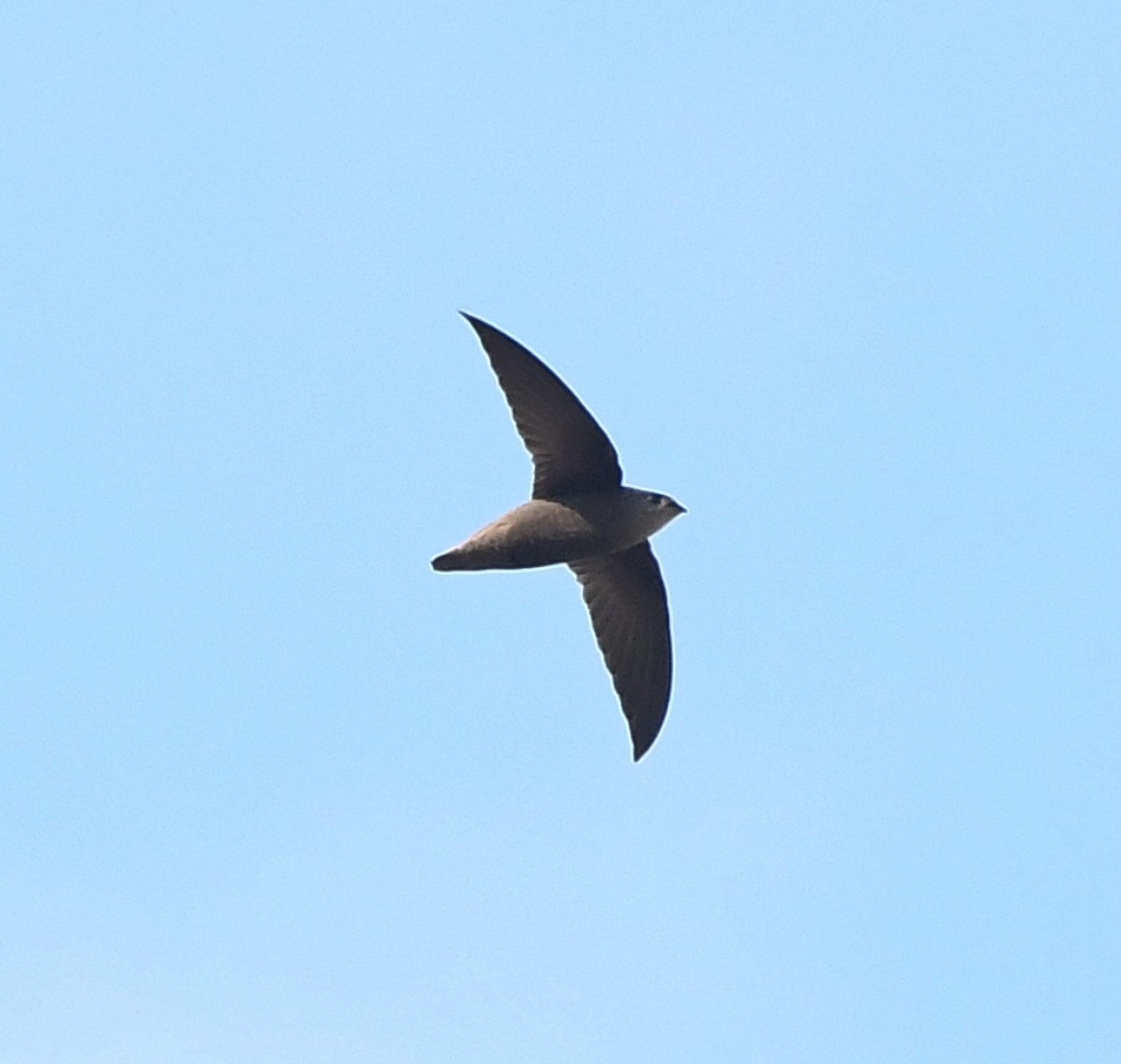 Sick's Swift - ML642770307