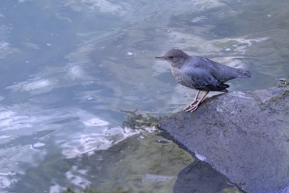 American Dipper - ML642770336