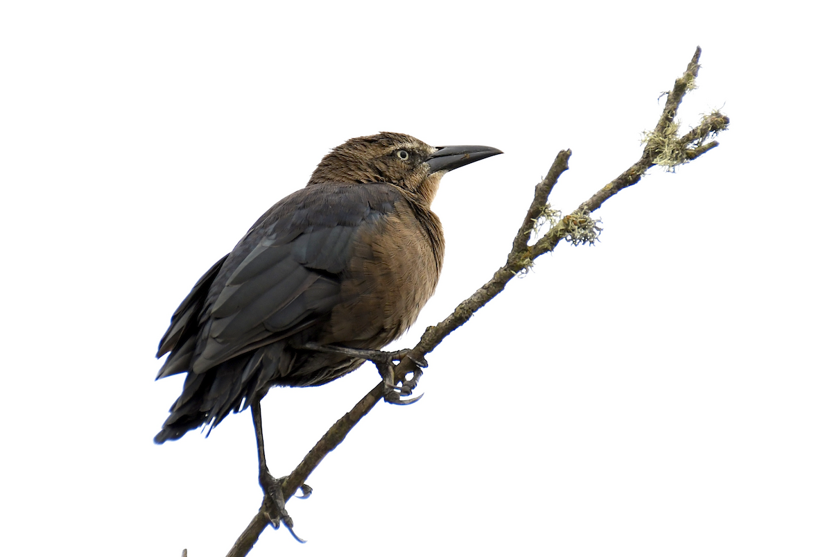 Great-tailed Grackle - ML642770337