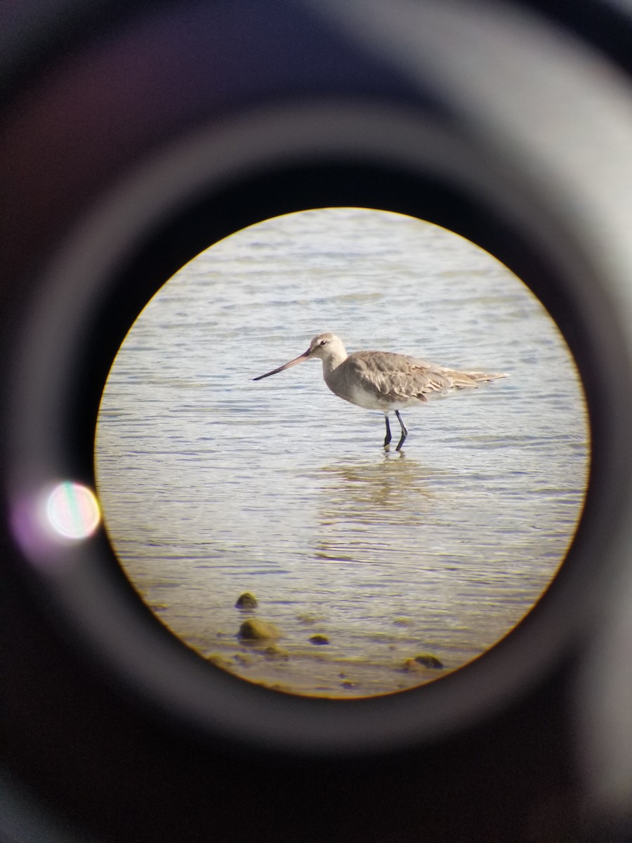 Hudsonian Godwit - ML642770338