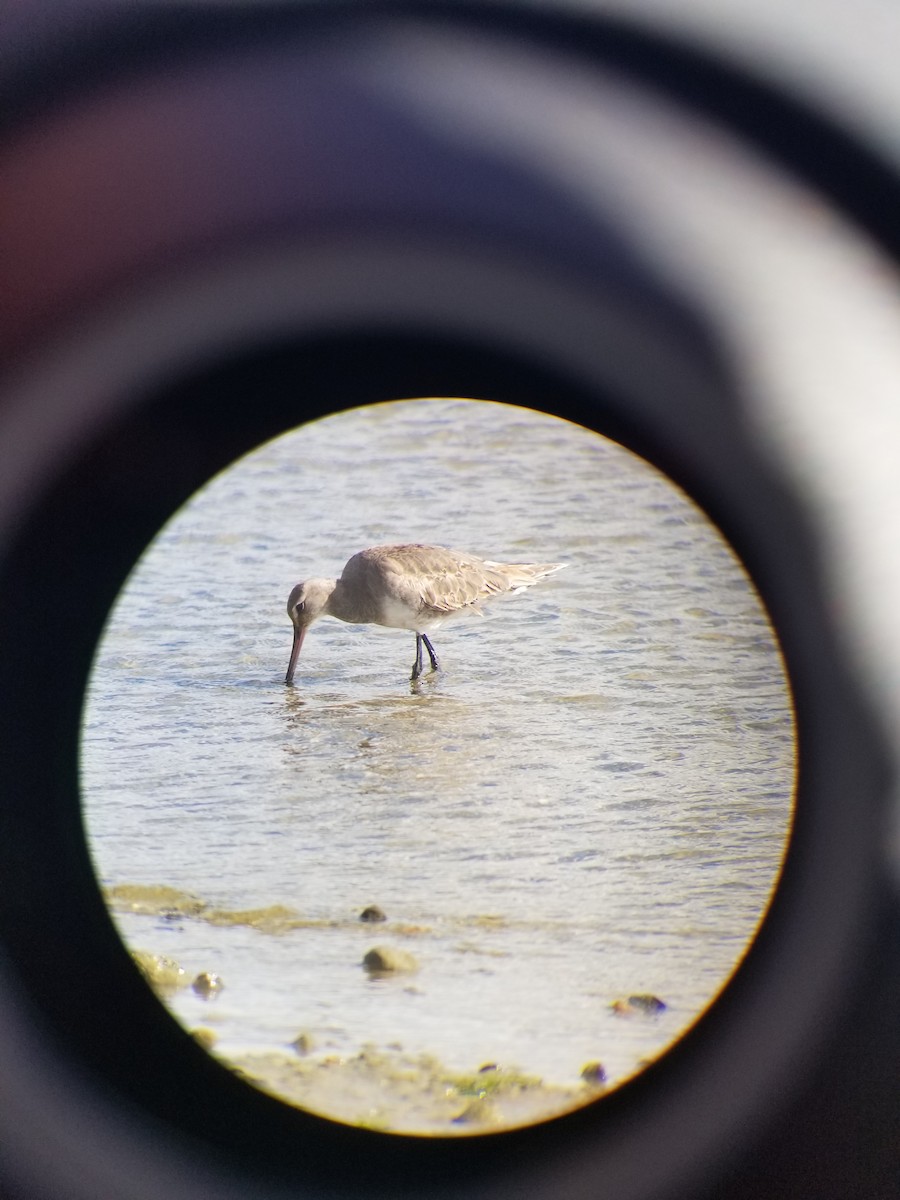 Hudsonian Godwit - ML642770340