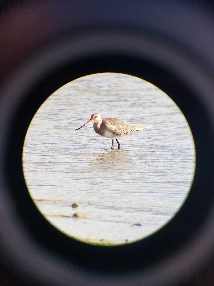 Hudsonian Godwit - ML642770341