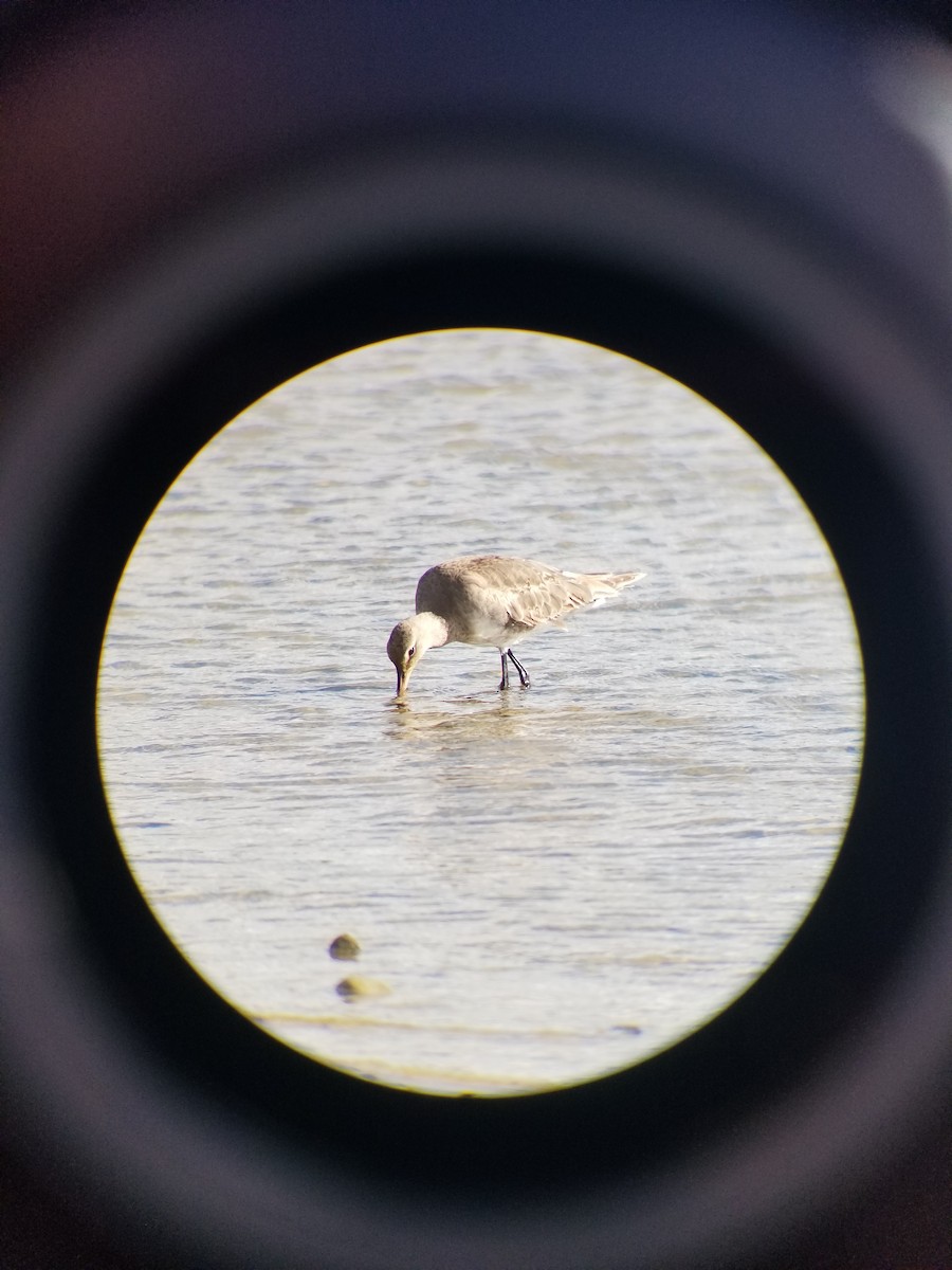 Hudsonian Godwit - ML642770342