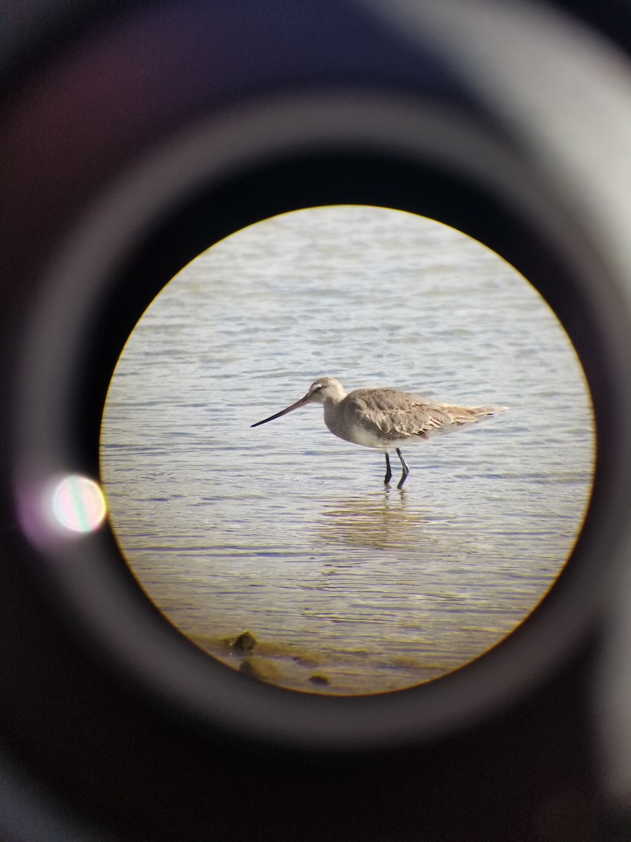 Hudsonian Godwit - ML642770343