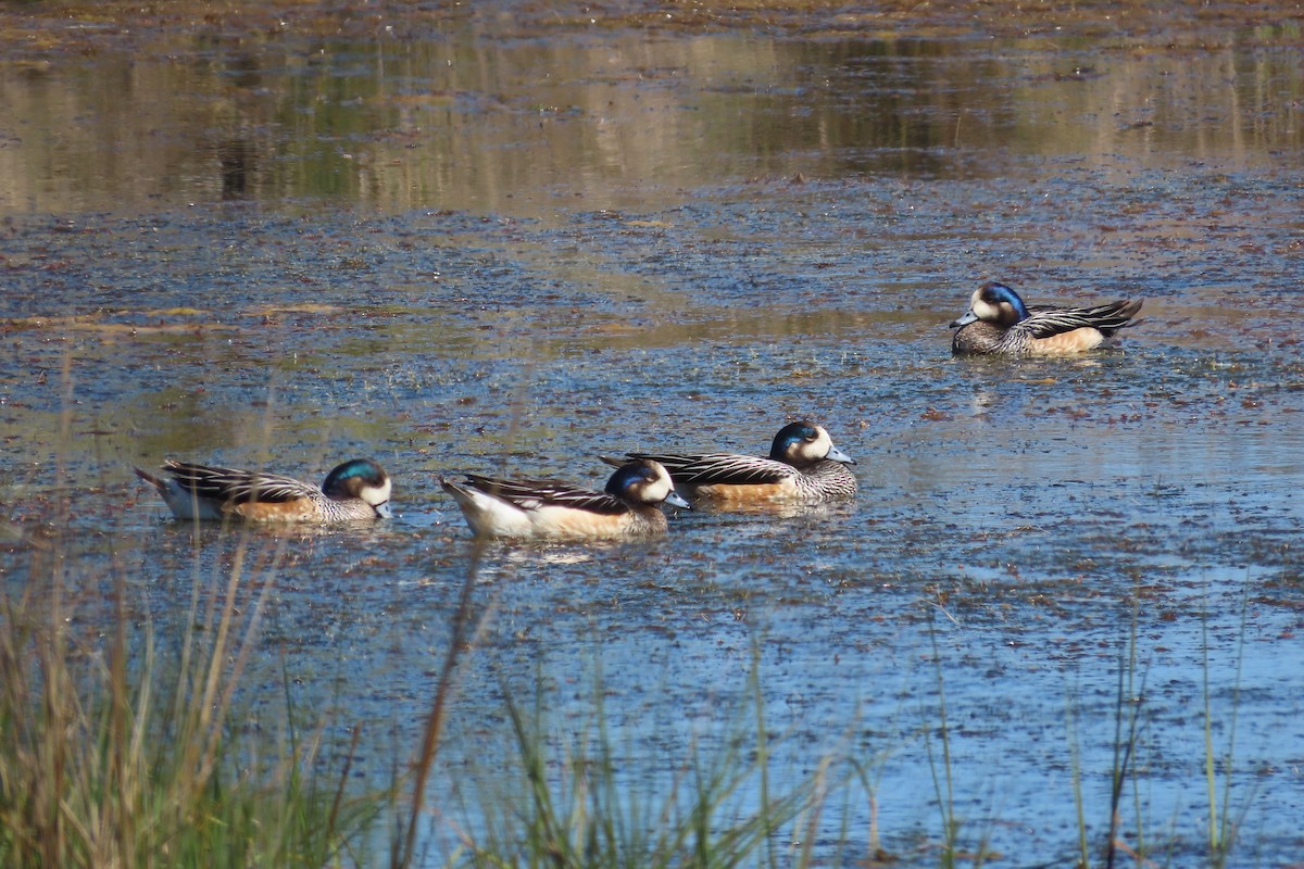 Chiloe Wigeon - ML642770345