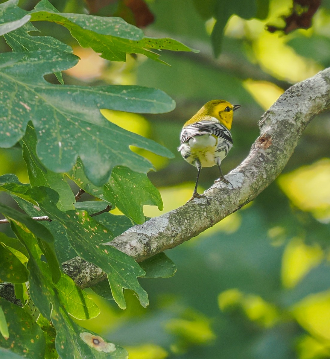 Black-throated Green Warbler - ML642770351