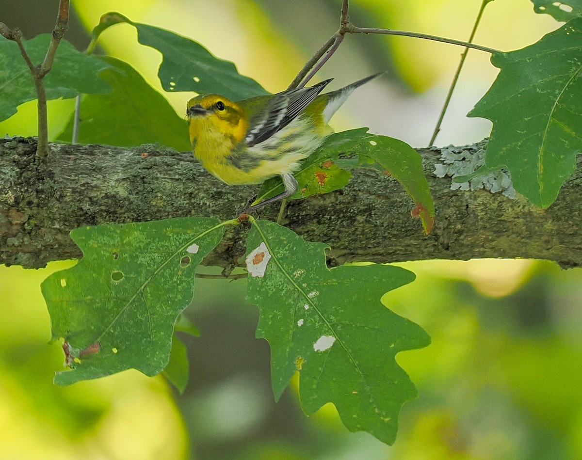 Black-throated Green Warbler - ML642770352