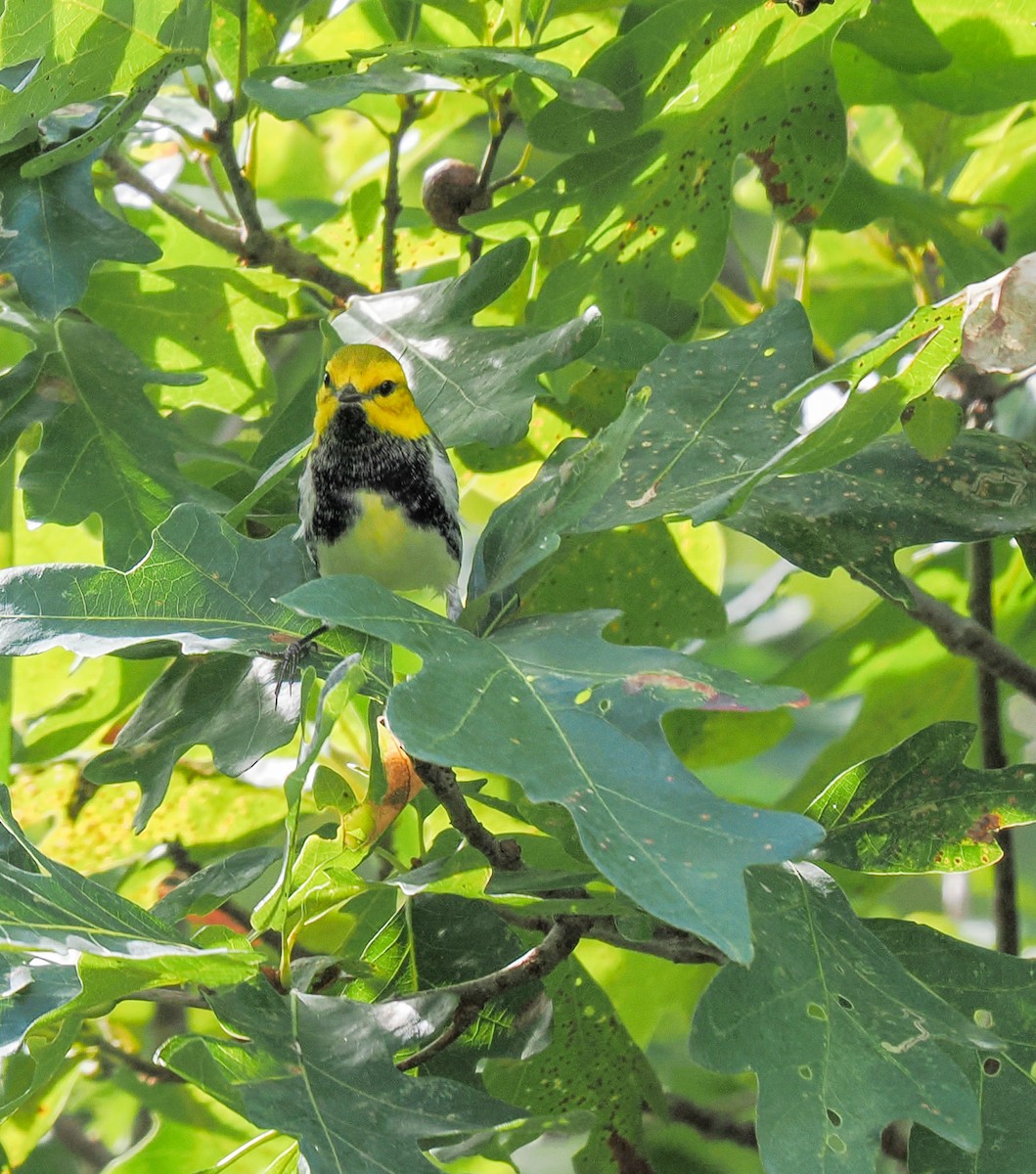 Black-throated Green Warbler - ML642770353