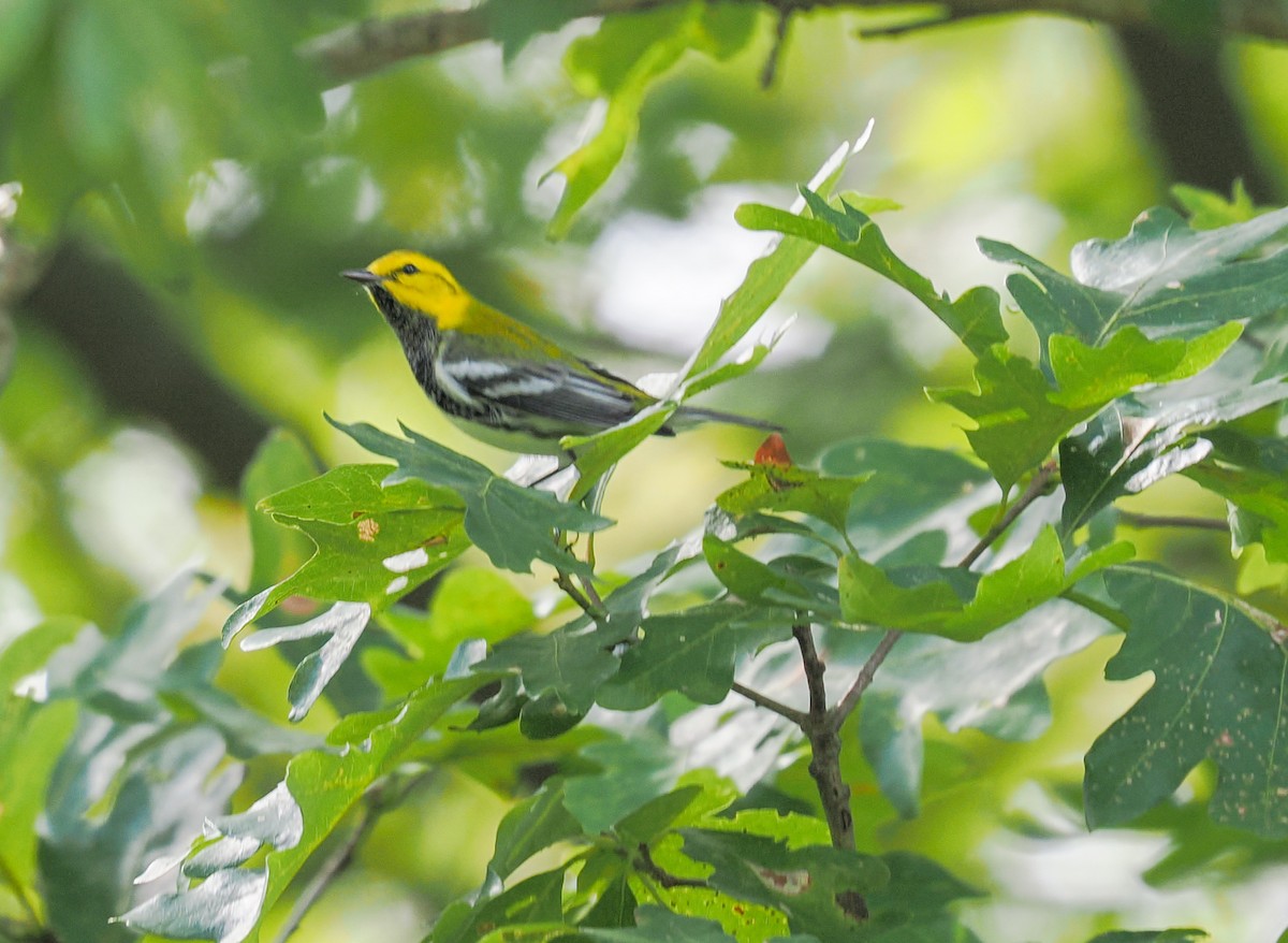 Black-throated Green Warbler - ML642770354