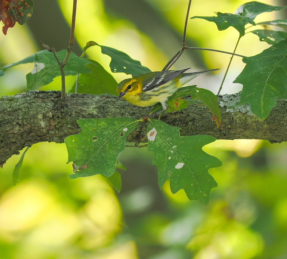 Black-throated Green Warbler - ML642770355