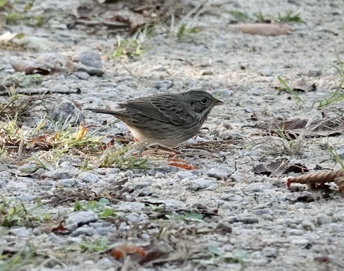 Lincoln's Sparrow - ML642770358