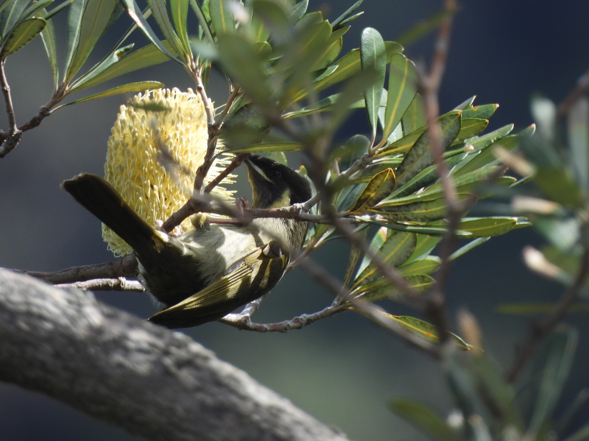 Lewin's Honeyeater - ML642770378