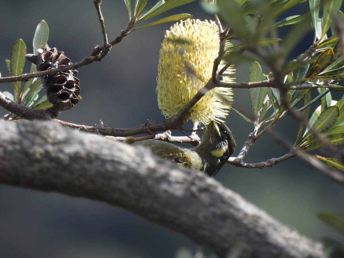Lewin's Honeyeater - ML642770379