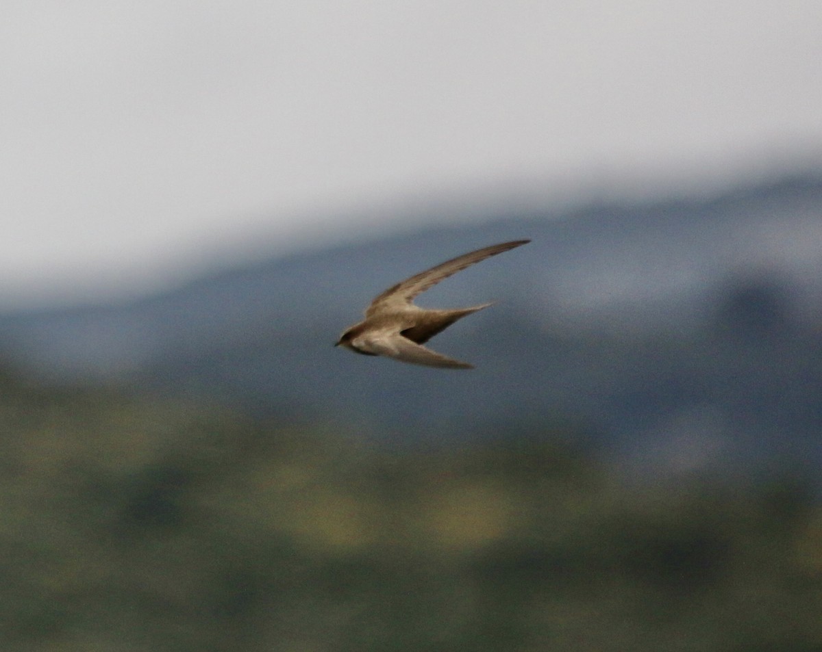 Pallid Swift - ML642770391