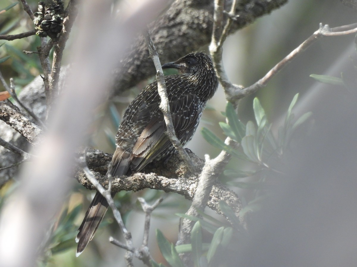 Little Wattlebird - ML642770407
