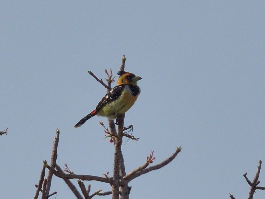 Crested Barbet - ML642770408