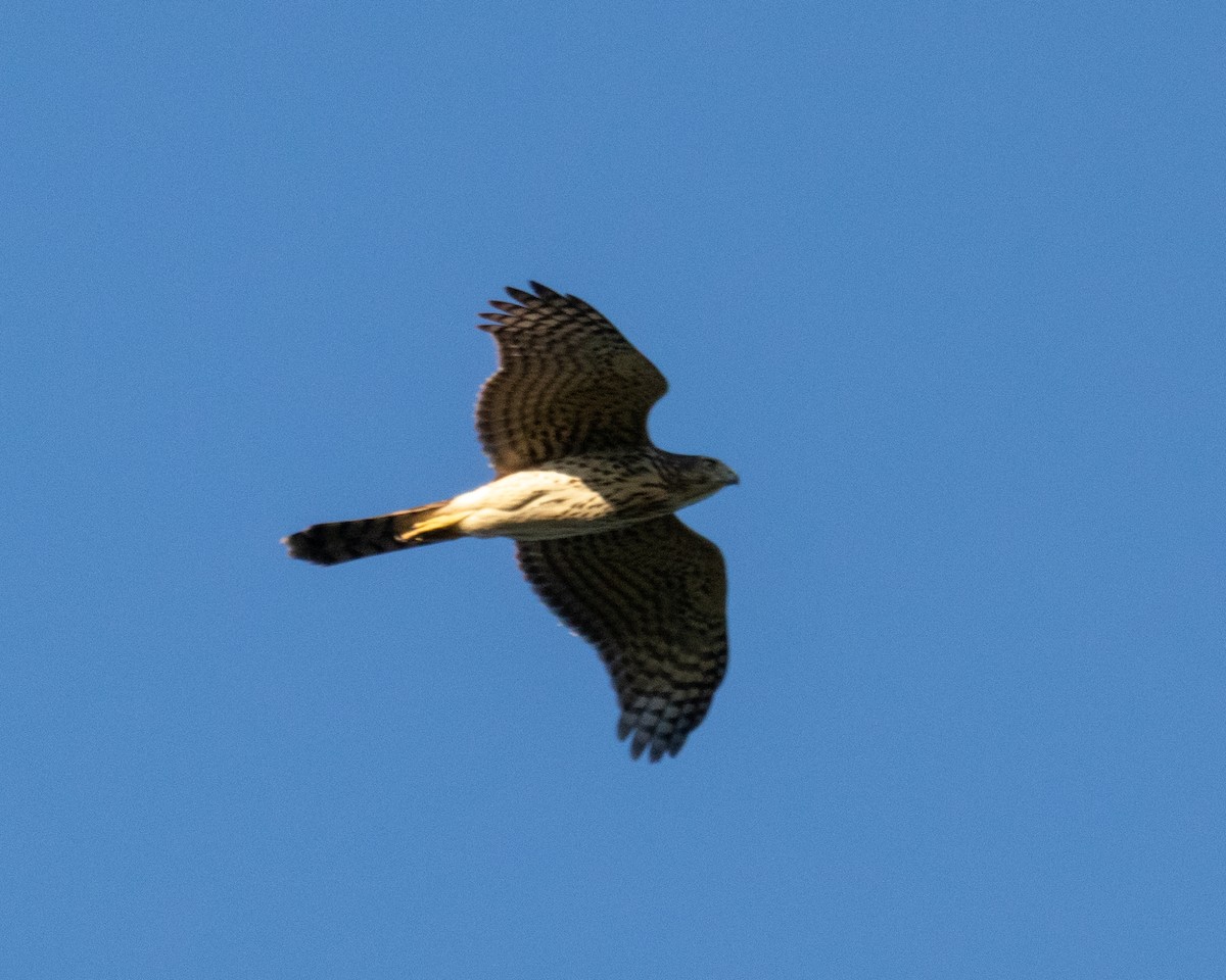 Cooper's Hawk - ML642770411