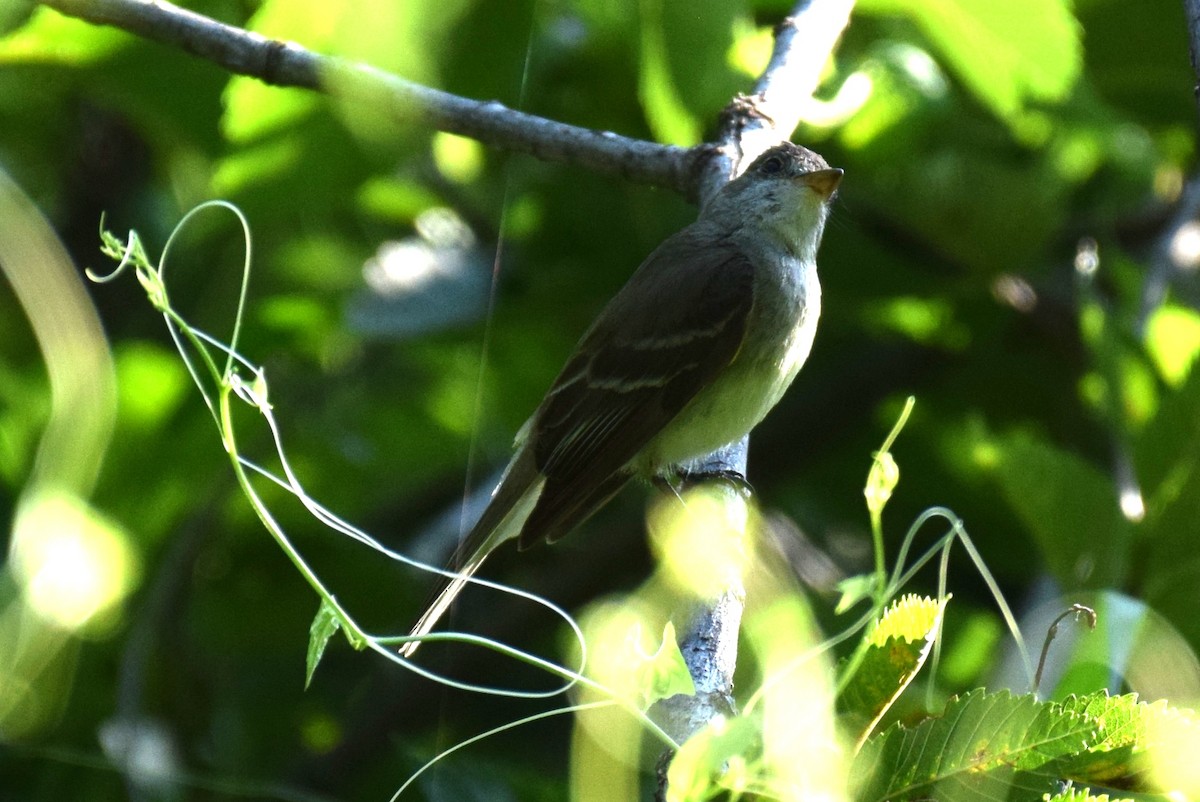 Willow Flycatcher - ML642770414