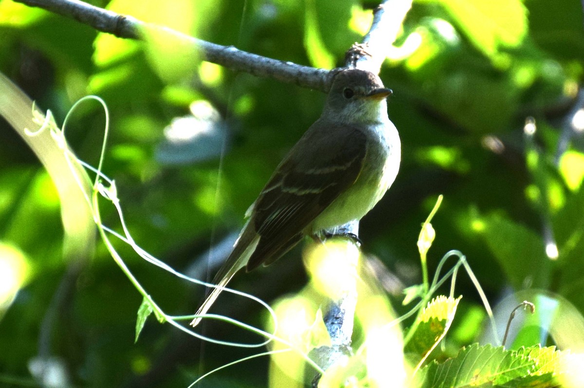 Willow Flycatcher - ML642770415