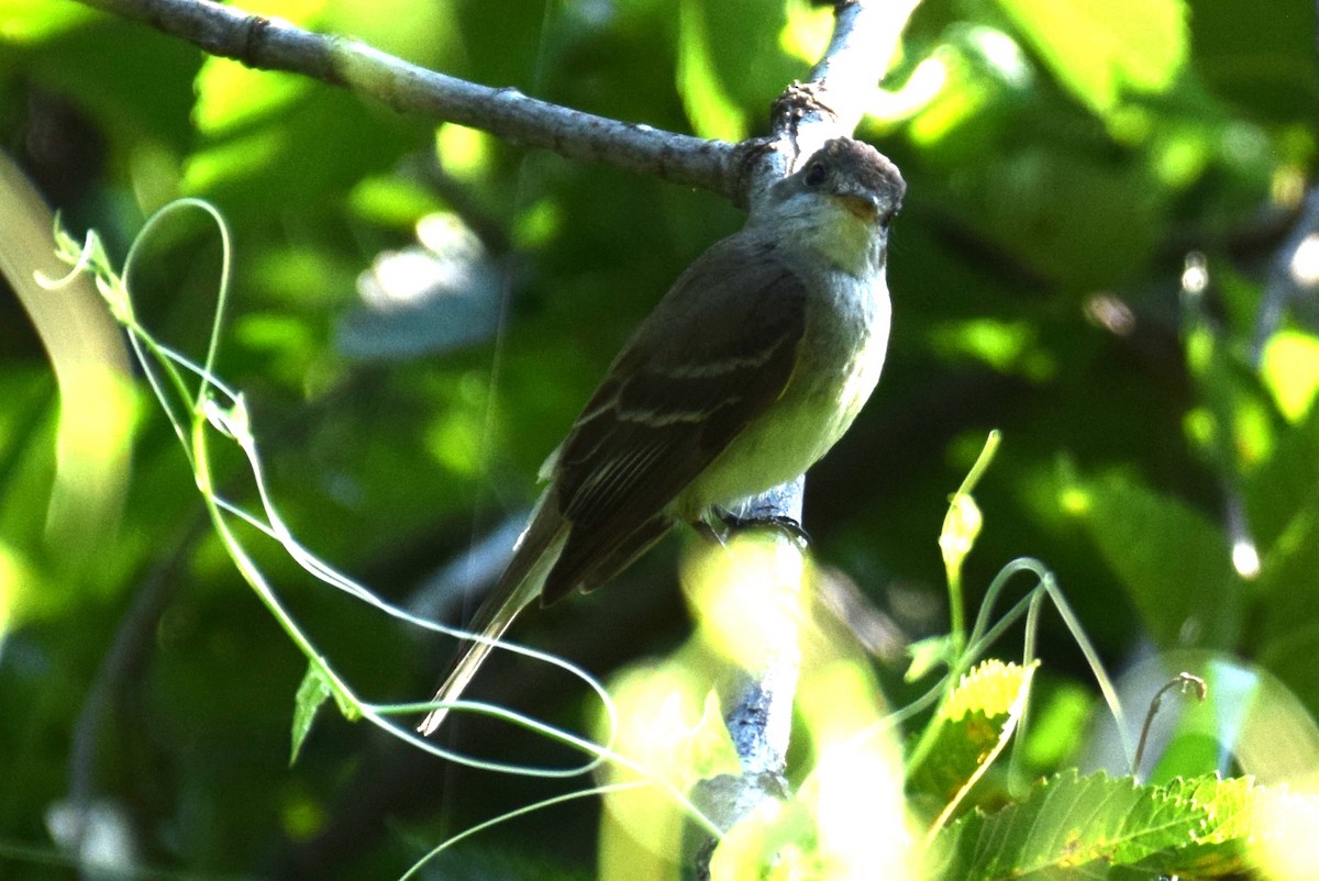 Willow Flycatcher - ML642770416