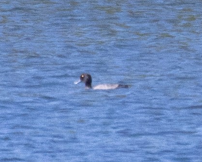 Greater Scaup - ML642770421