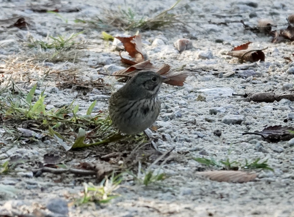Lincoln's Sparrow - ML642770423
