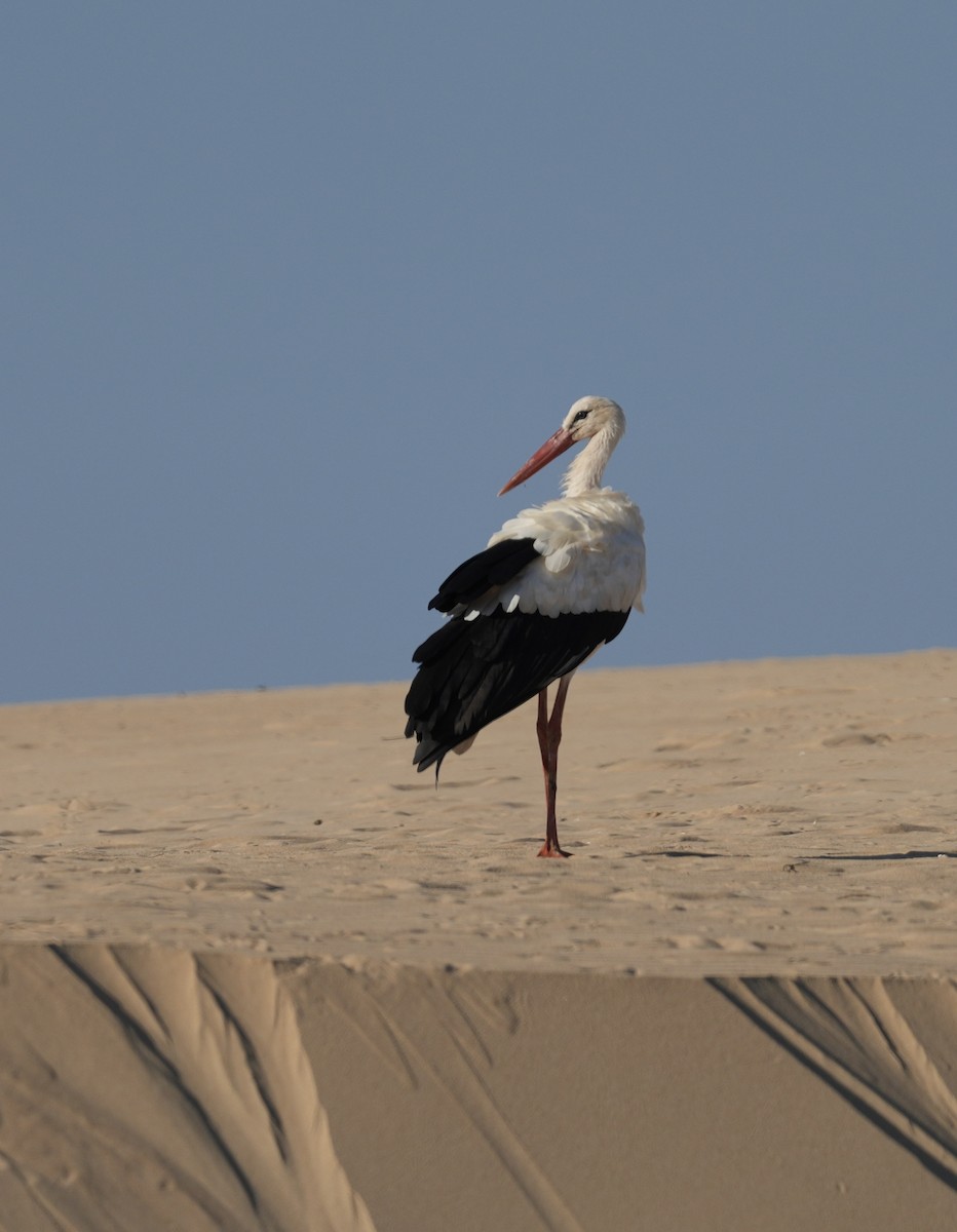 White Stork - ML642770436
