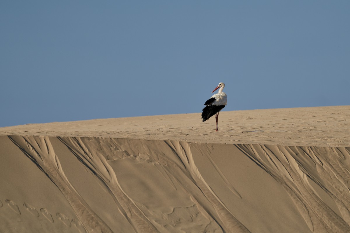 White Stork - ML642770437