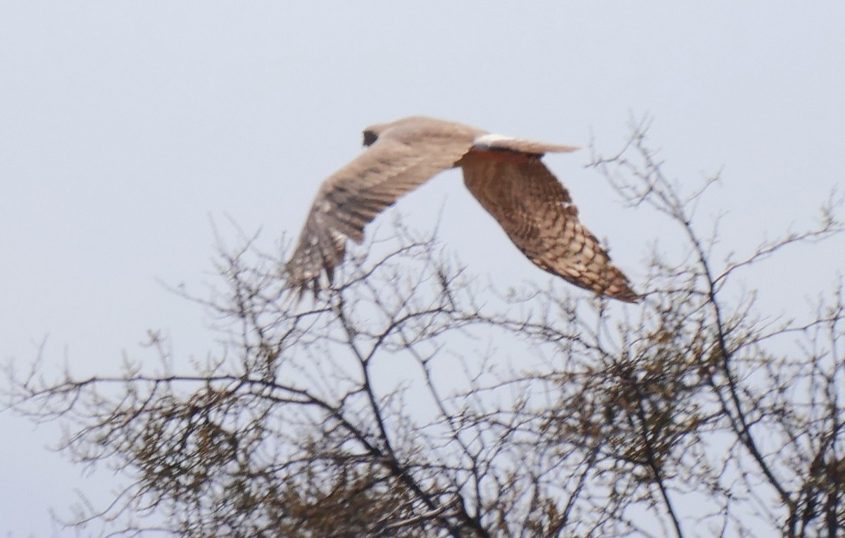 Pale Chanting-Goshawk - ML642770438