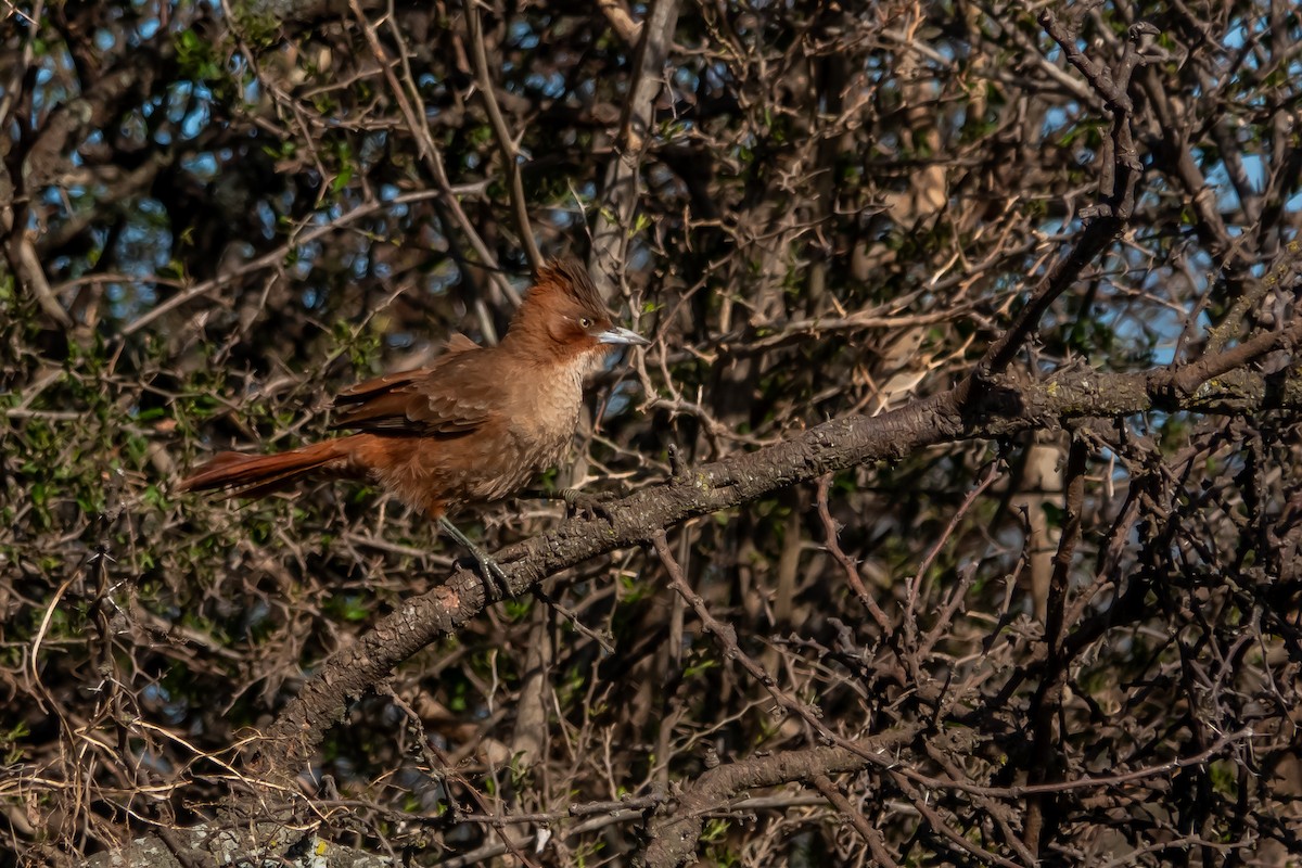 Brown Cacholote - ML642770439