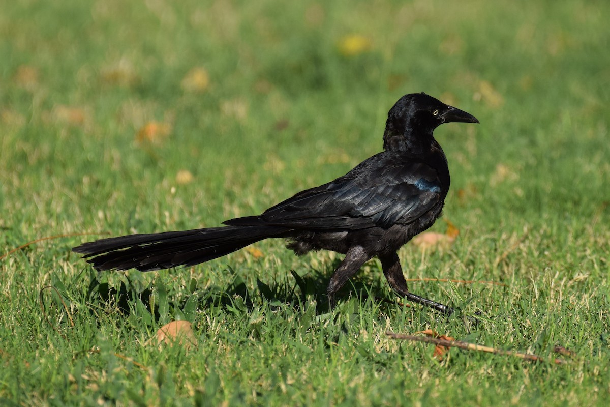 Great-tailed Grackle - ML642770440