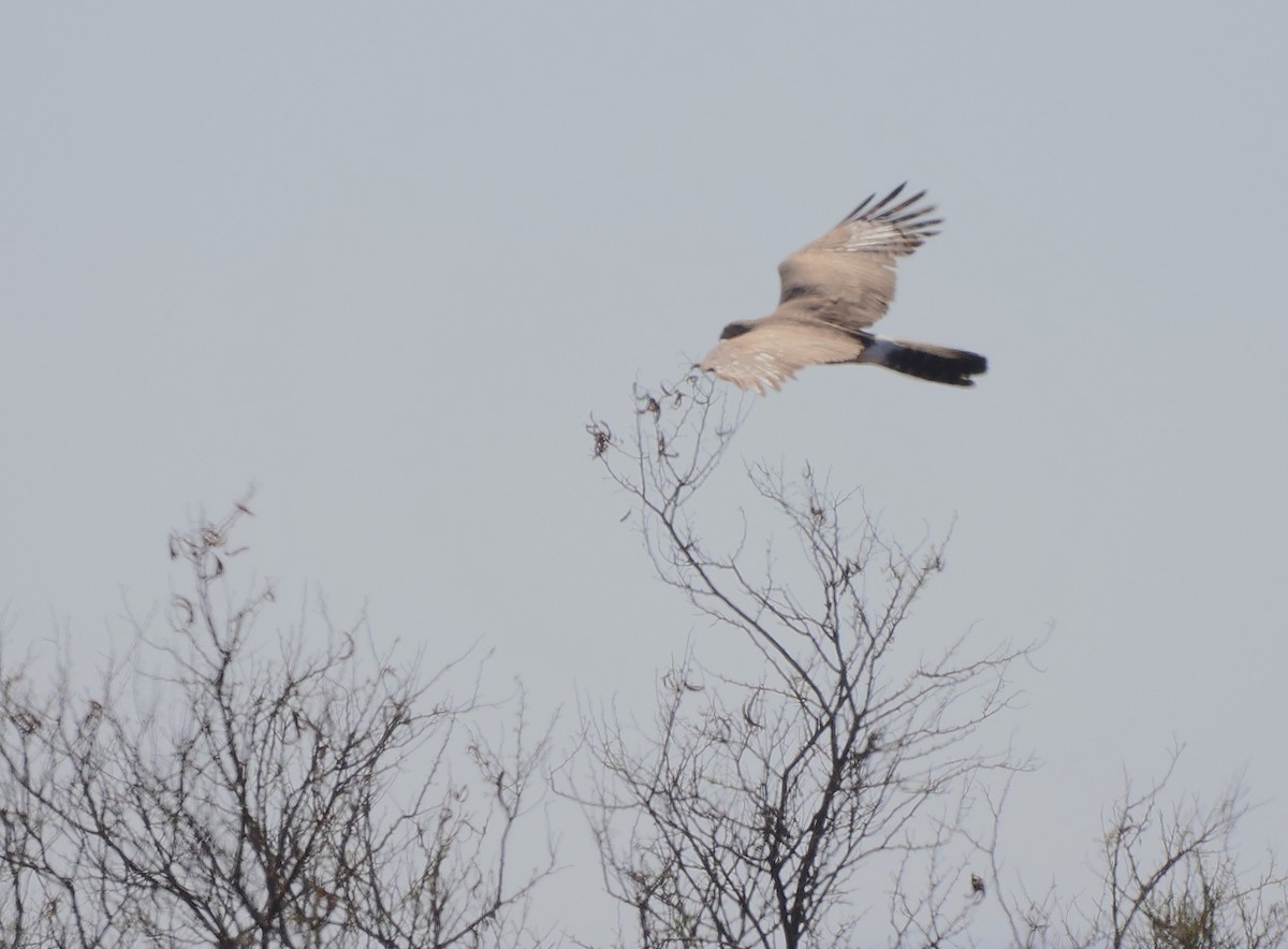 Pale Chanting-Goshawk - ML642770451