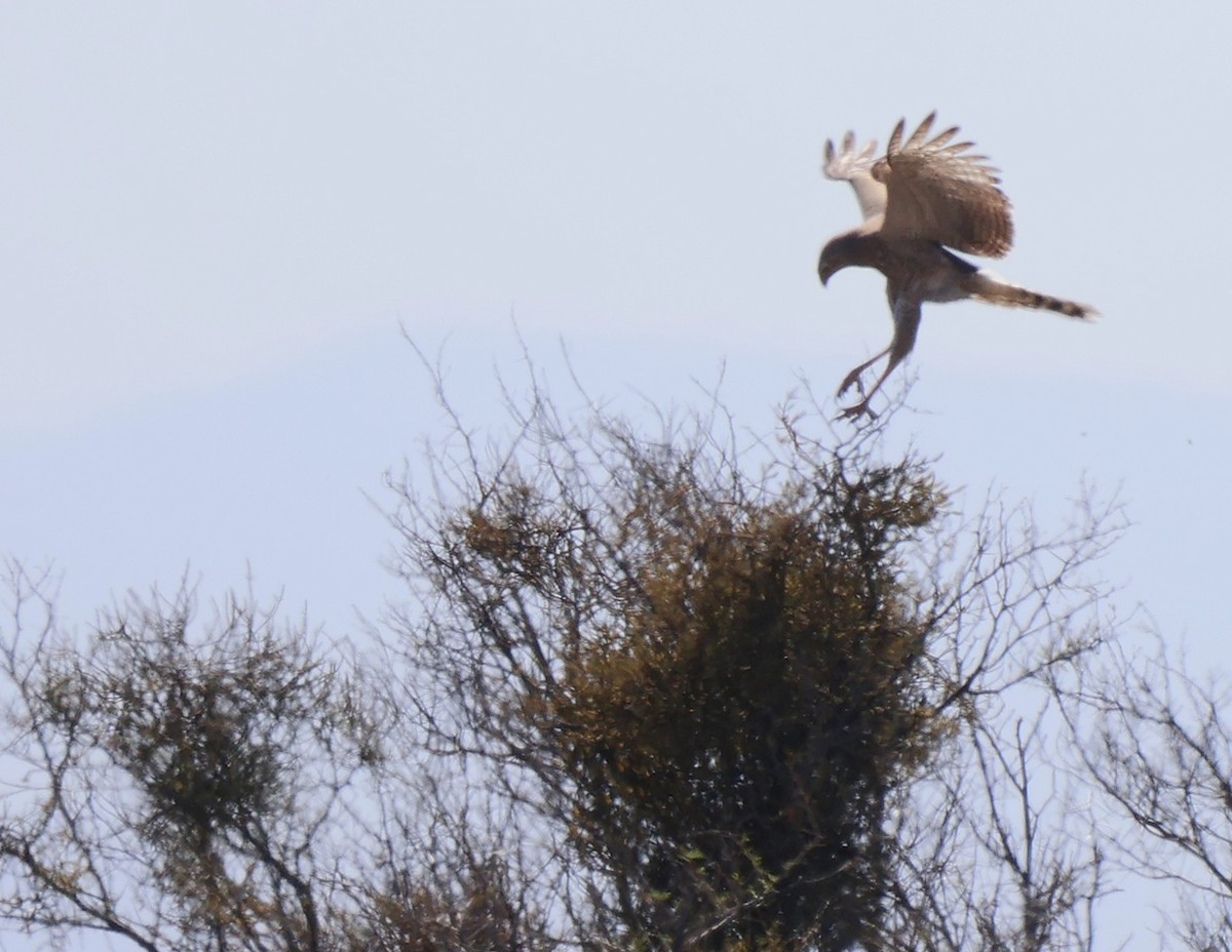 Pale Chanting-Goshawk - ML642770458
