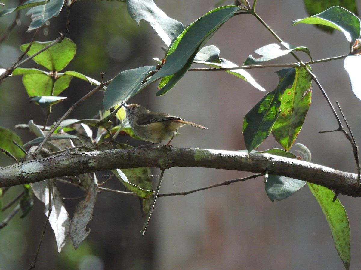 Brown Thornbill - ML642770460