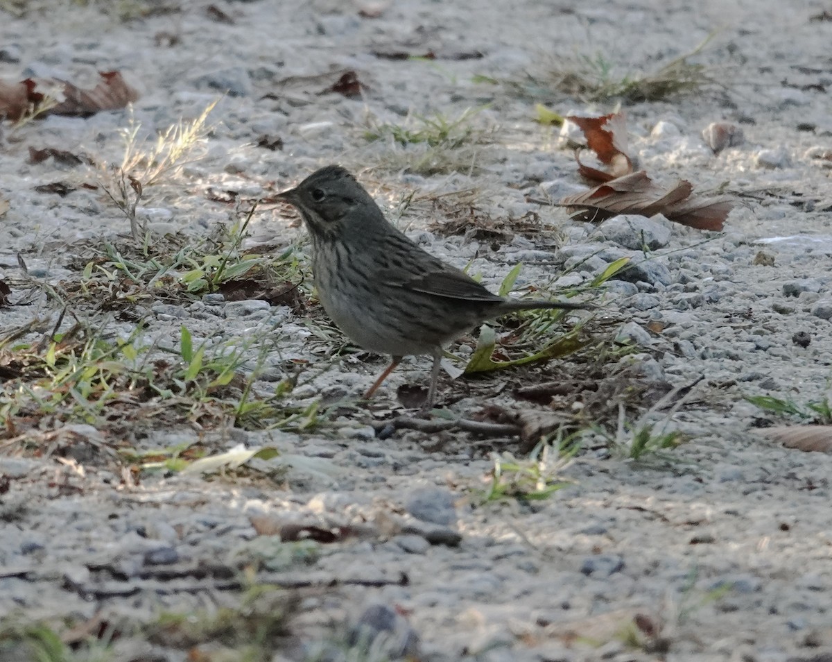 Lincoln's Sparrow - ML642770469