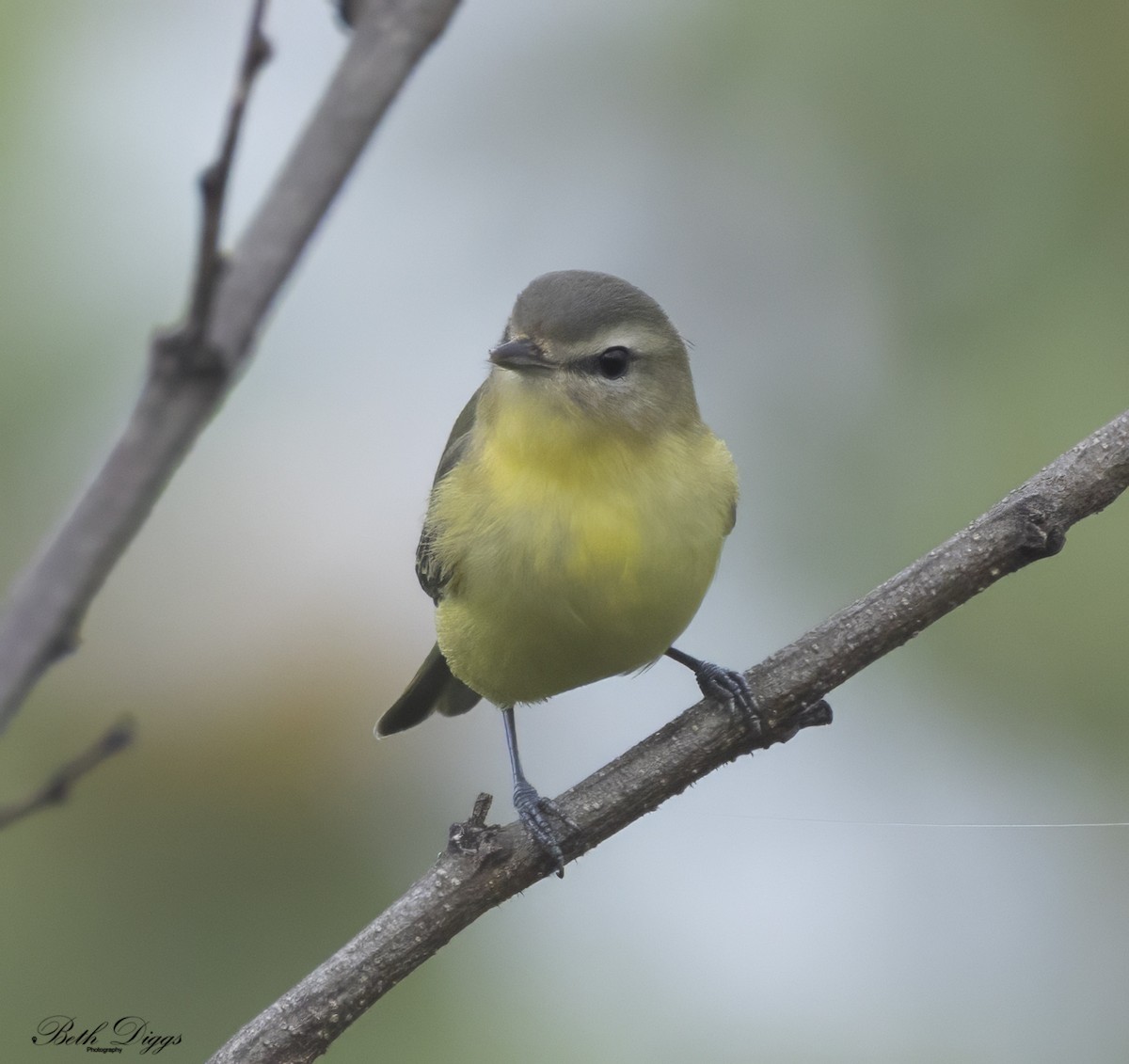Philadelphia Vireo - ML642770470