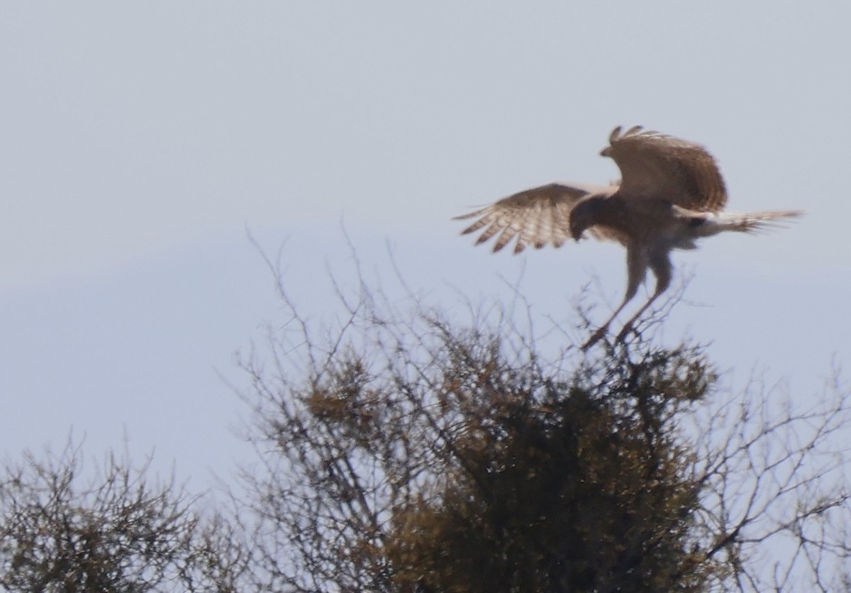 Pale Chanting-Goshawk - ML642770473
