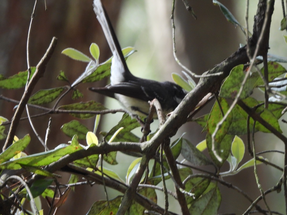Gray Fantail - ML642770479
