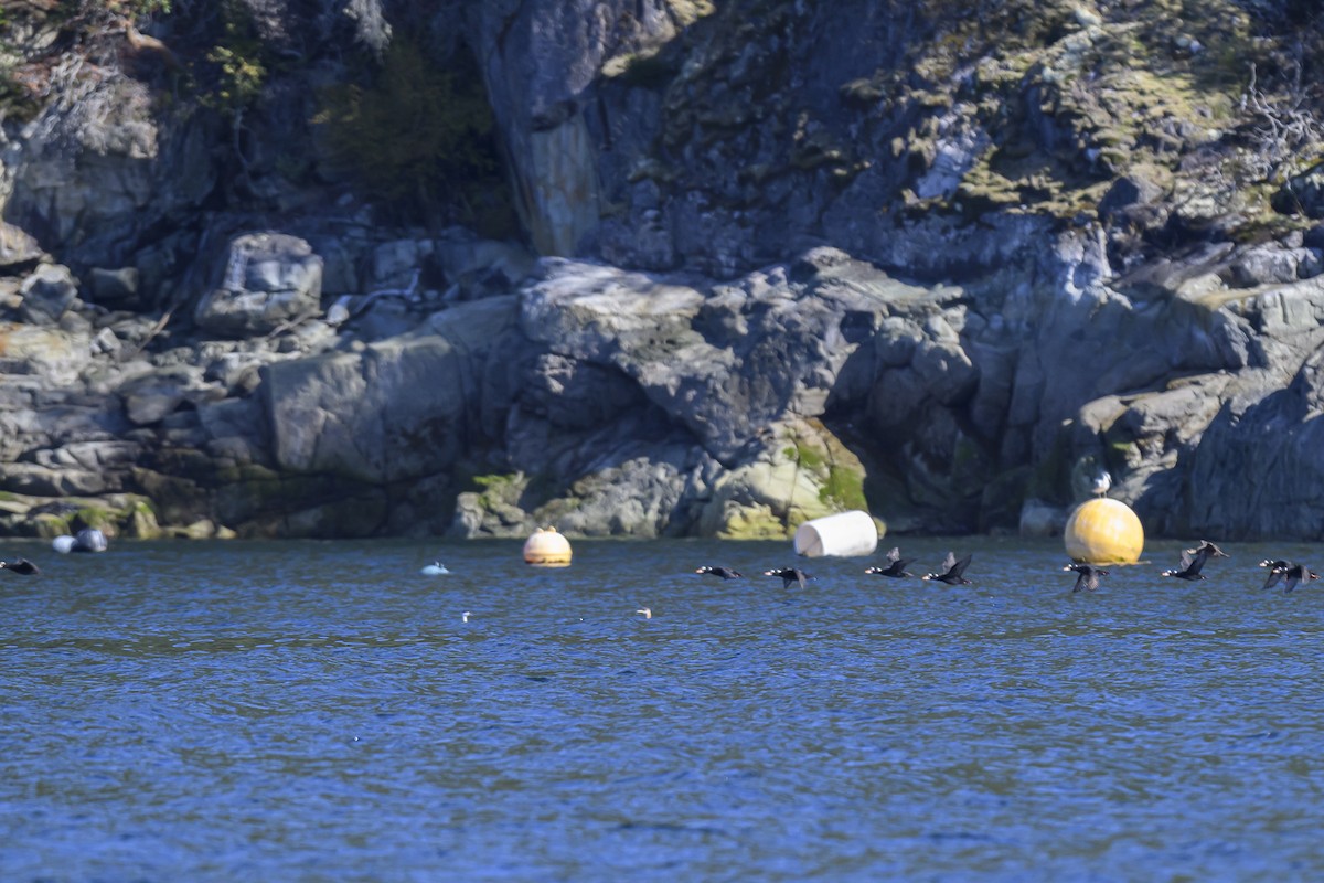 Western/Clark's Grebe - ML642770483