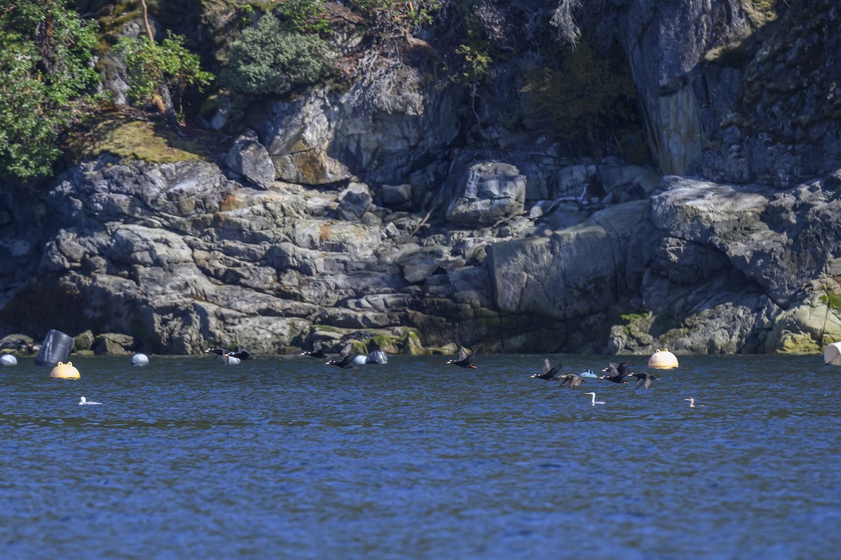 Western/Clark's Grebe - ML642770484