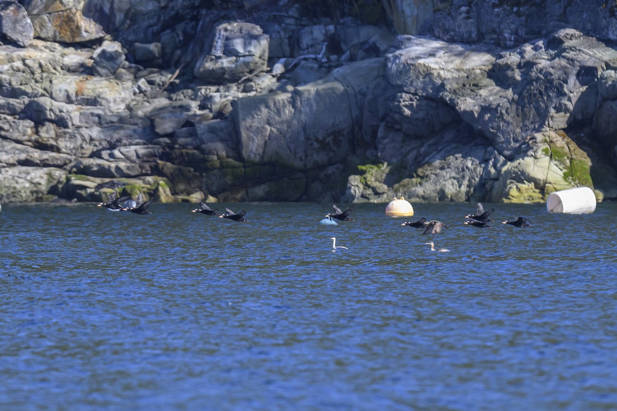 Western/Clark's Grebe - ML642770485