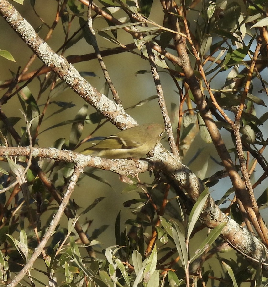 Ruby-crowned Kinglet - ML642770486