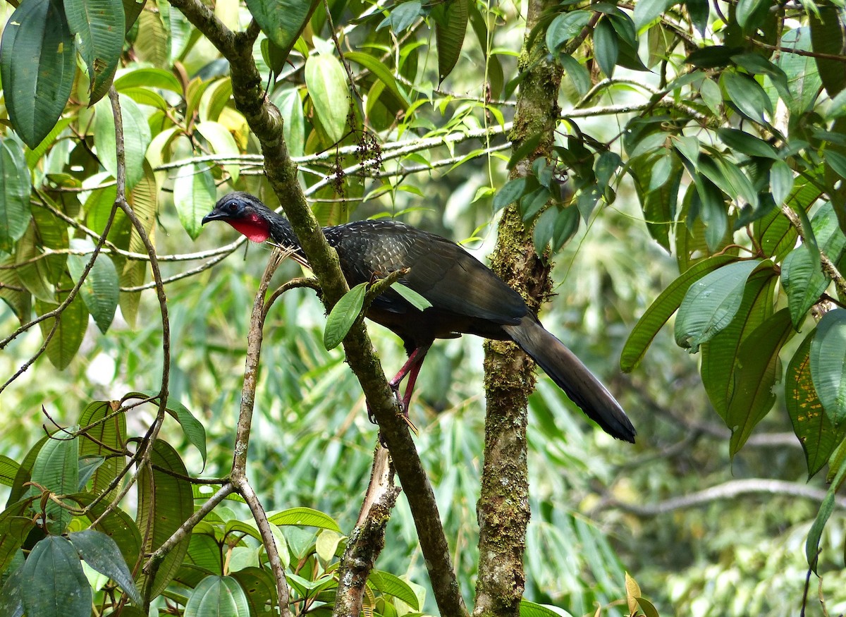 Spix's Guan - ML642770492