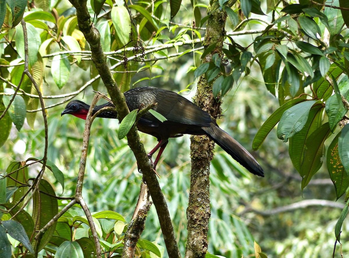 Spix's Guan - ML642770493