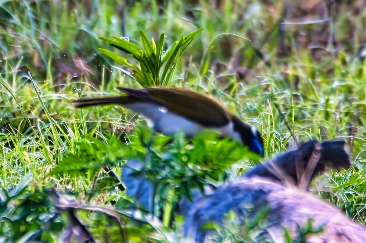 Blue-faced Honeyeater (Blue-faced) - ML642770494