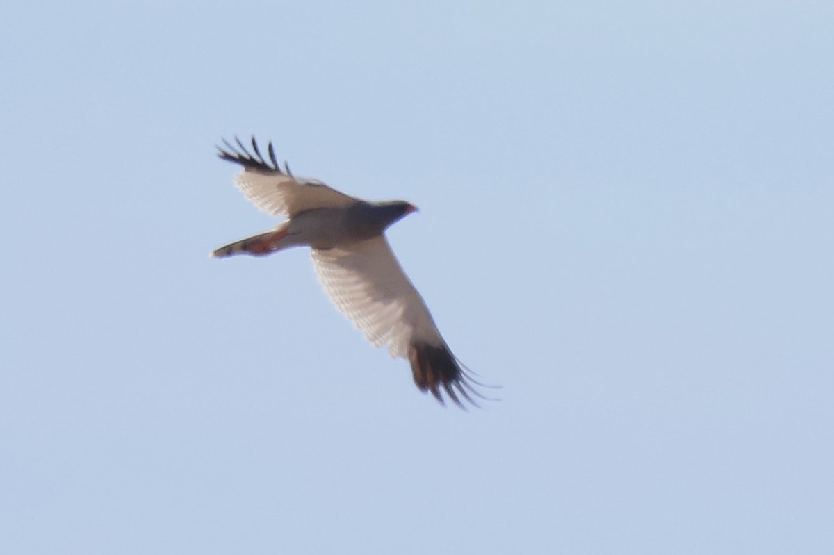 Pale Chanting-Goshawk - ML642770495