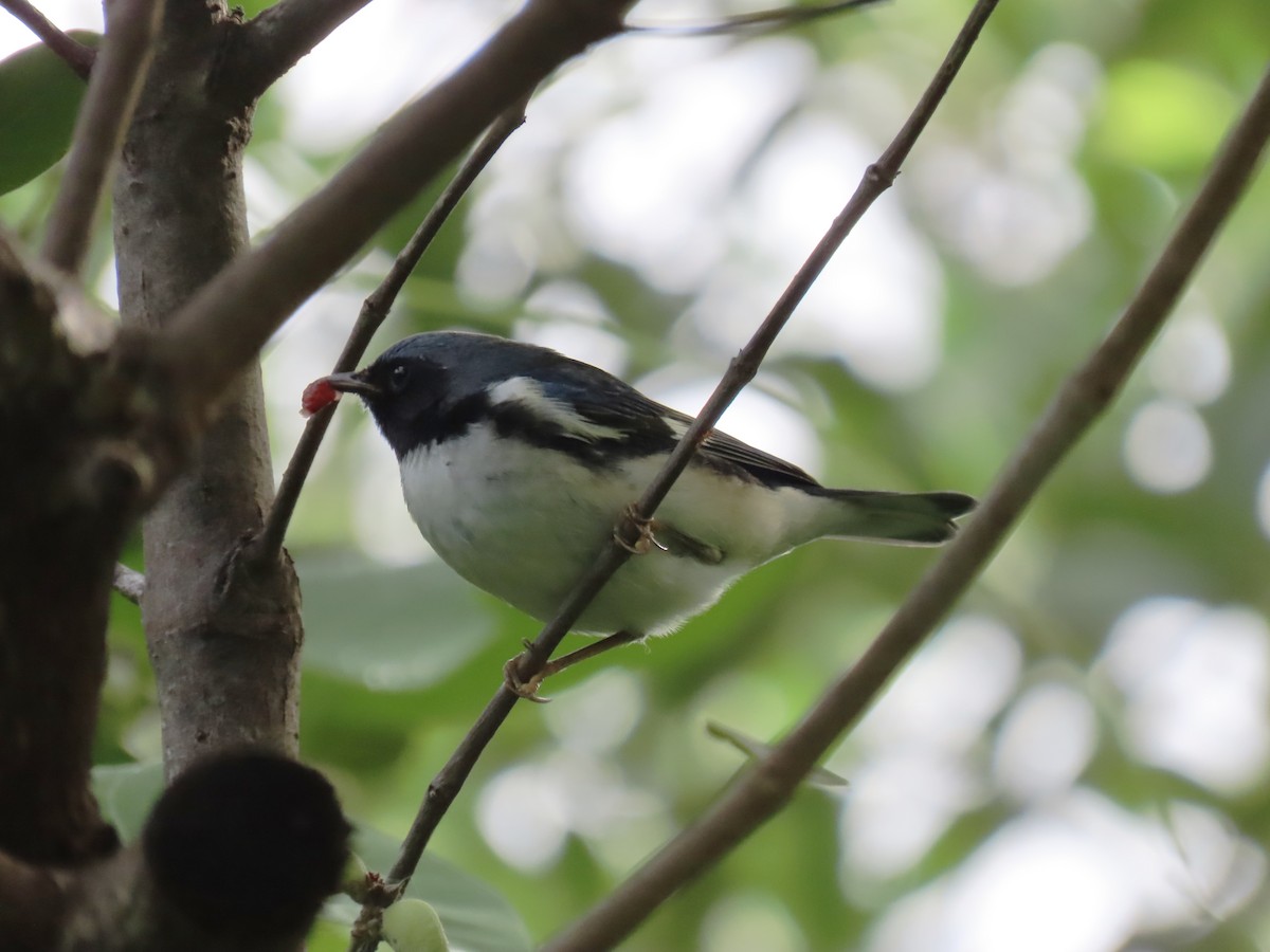 Black-throated Blue Warbler - ML642770496