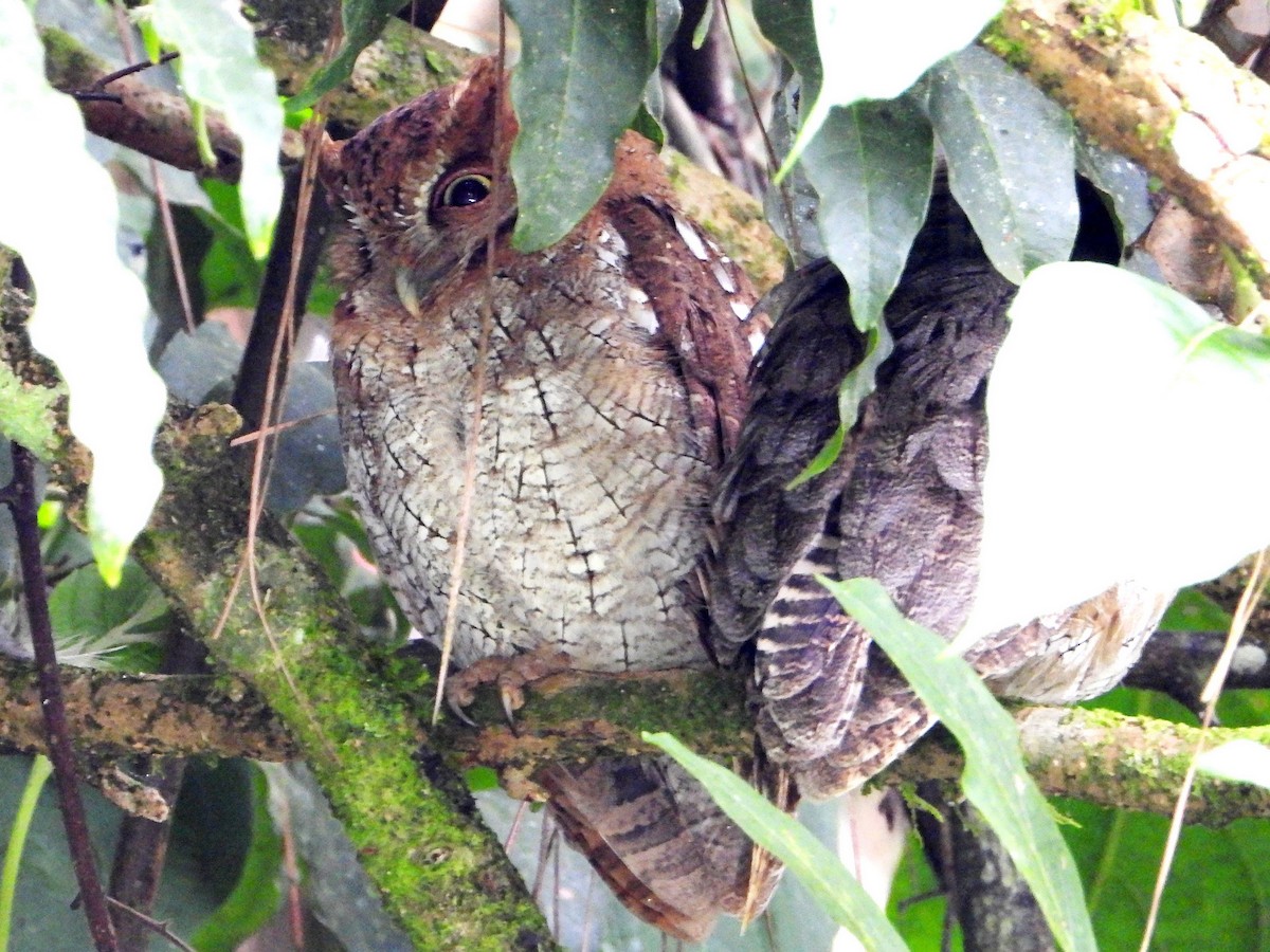 Tropical Screech-Owl - ML642770497