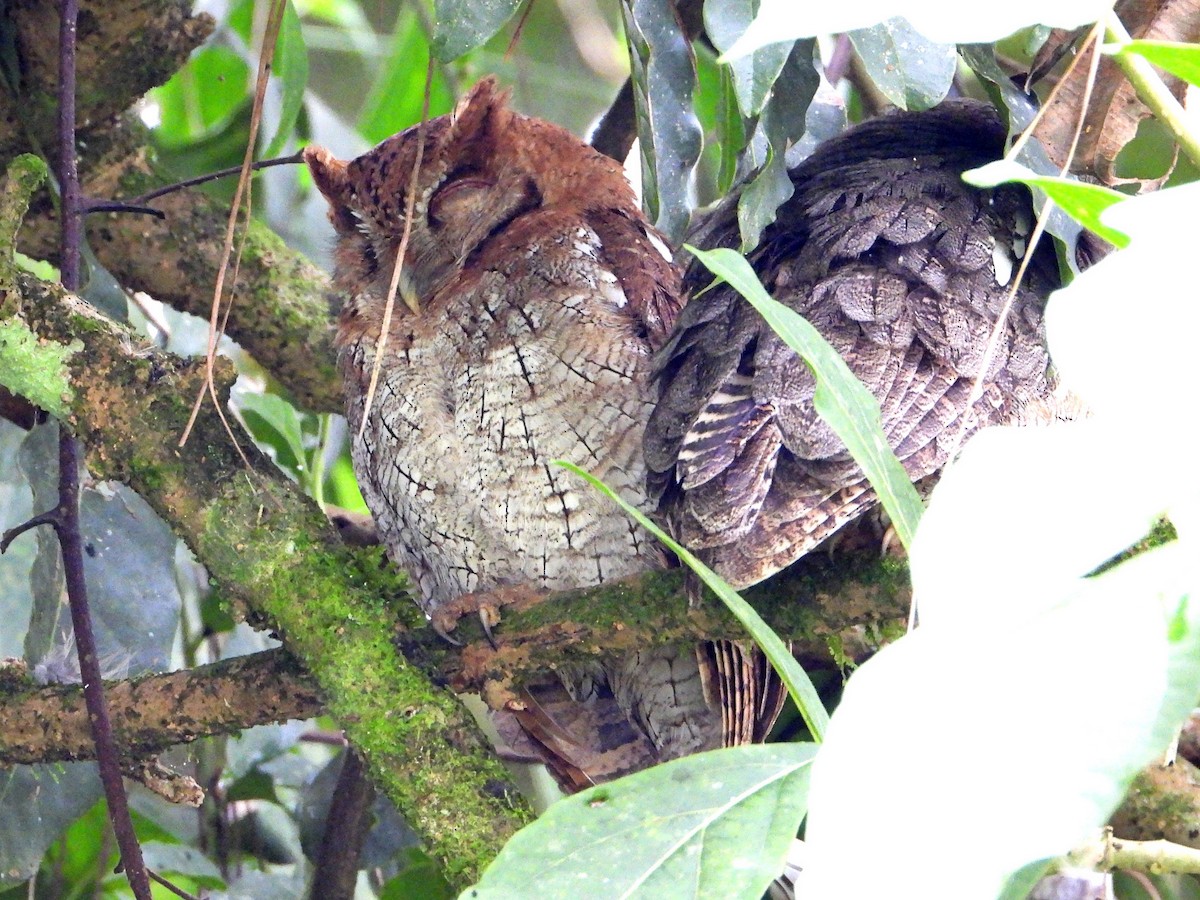 Tropical Screech-Owl - ML642770499
