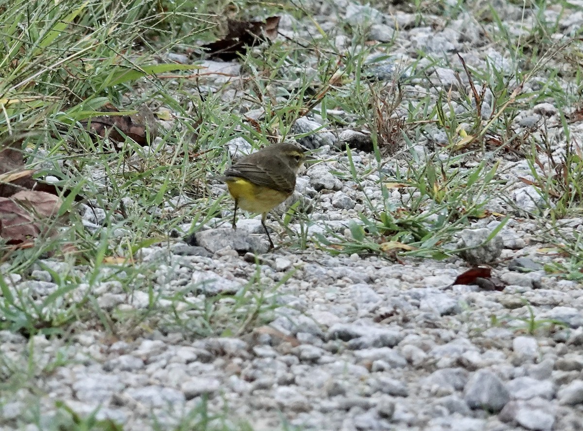 Palm Warbler - ML642770500